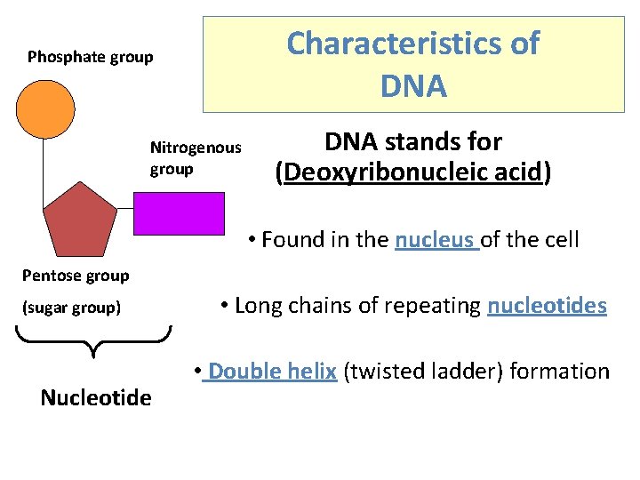 Characteristics of DNA Phosphate group Nitrogenous group DNA stands for (Deoxyribonucleic acid) • Found