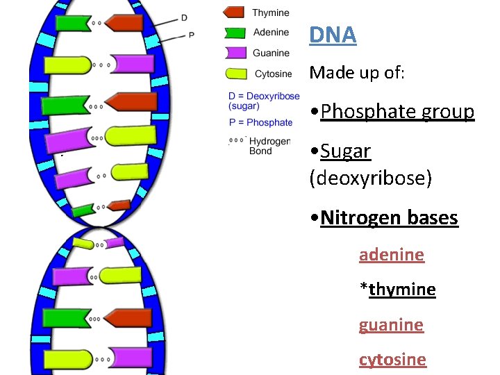 DNA Made up of: • Phosphate group • Sugar (deoxyribose) • Nitrogen bases adenine