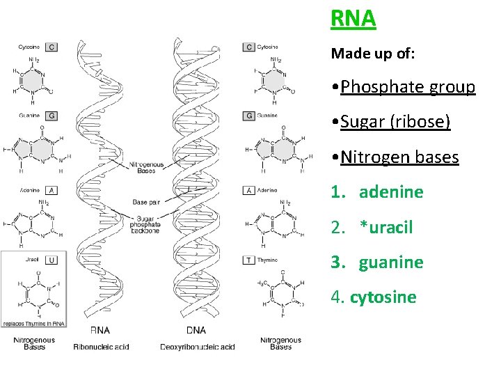 RNA Made up of: • Phosphate group • Sugar (ribose) • Nitrogen bases 1.