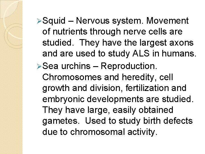 Ø Squid – Nervous system. Movement of nutrients through nerve cells are studied. They