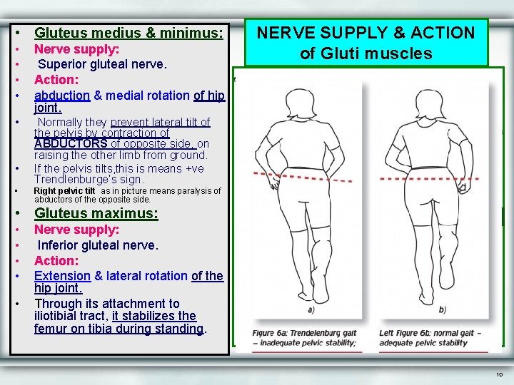  • Gluteus medius & minimus: • • Nerve supply: Superior gluteal nerve. Action: