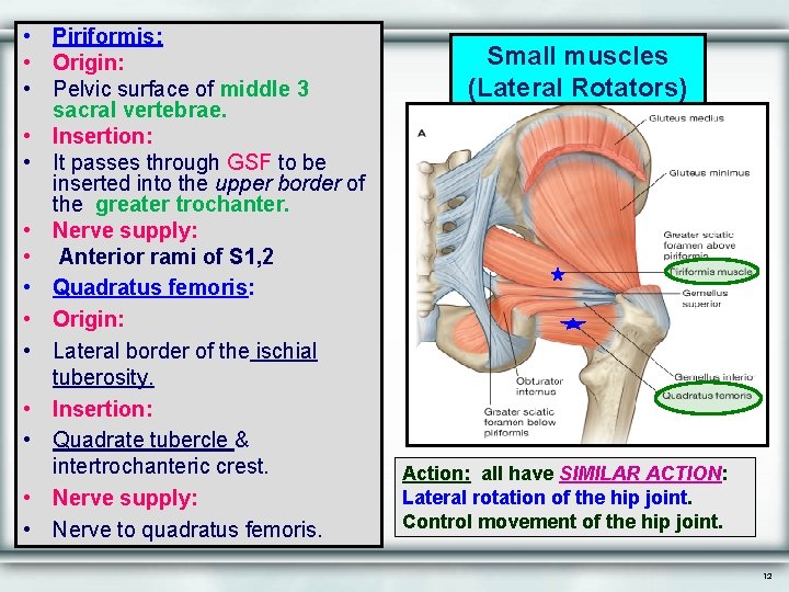  • Piriformis: • Origin: • Pelvic surface of middle 3 sacral vertebrae. •