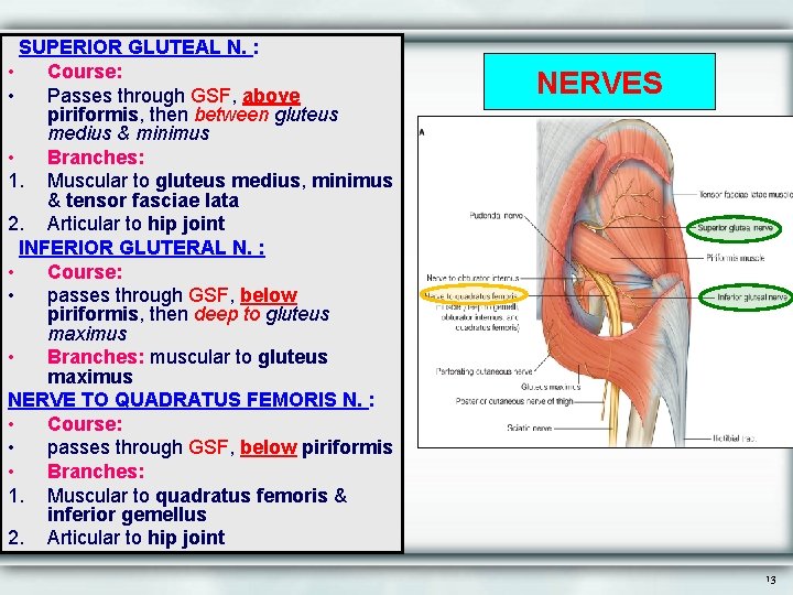 SUPERIOR GLUTEAL N. : • Course: • Passes through GSF, above piriformis, then between
