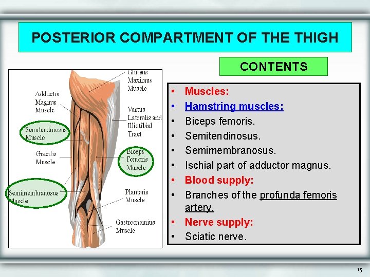 POSTERIOR COMPARTMENT OF THE THIGH CONTENTS • • Muscles: Hamstring muscles: Biceps femoris. Semitendinosus.