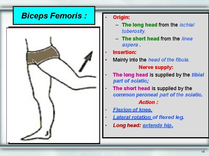 Biceps Femoris : • • • Origin: – The long head from the ischial