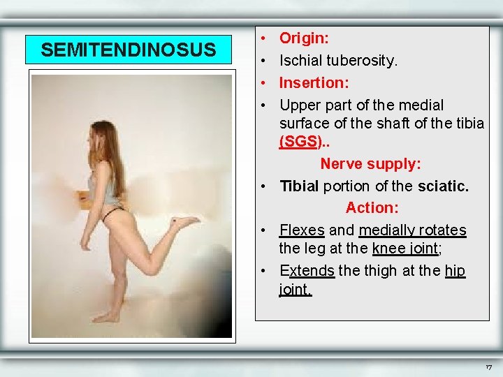 SEMITENDINOSUS • • Origin: Ischial tuberosity. Insertion: Upper part of the medial surface of