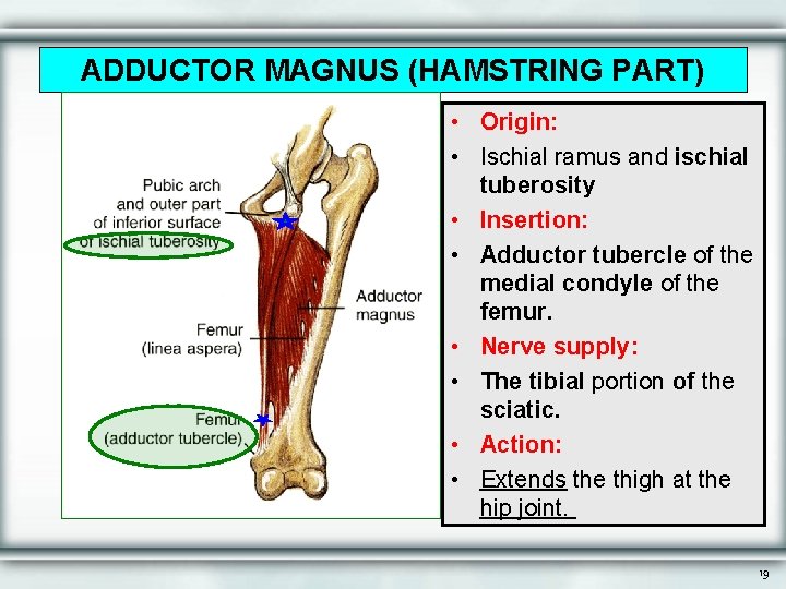 ADDUCTOR MAGNUS (HAMSTRING PART) • Origin: • Ischial ramus and ischial tuberosity • Insertion:
