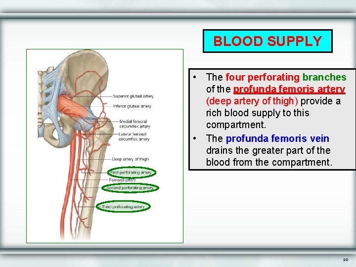 BLOOD SUPPLY • The four perforating branches of the profunda femoris artery (deep artery