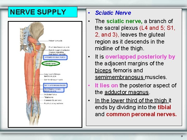 NERVE SUPPLY • Sciatic Nerve • The sciatic nerve, a branch of the sacral