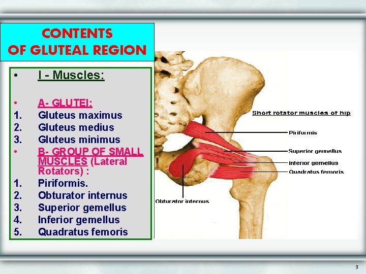 CONTENTS OF GLUTEAL REGION • I - Muscles: • 1. 2. 3. • A-