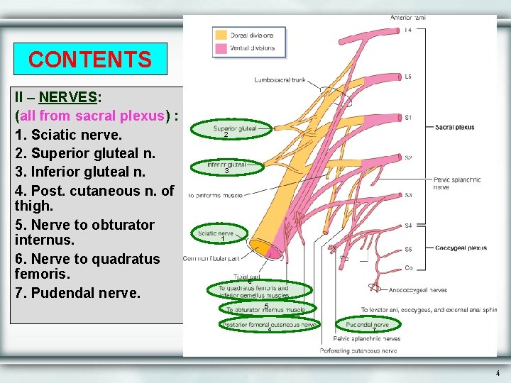 CONTENTS II – NERVES: (all from sacral plexus) : 1. Sciatic nerve. 2. Superior