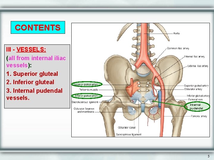 CONTENTS III - VESSELS: (all from internal iliac vessels): 1. Superior gluteal 2. Inferior