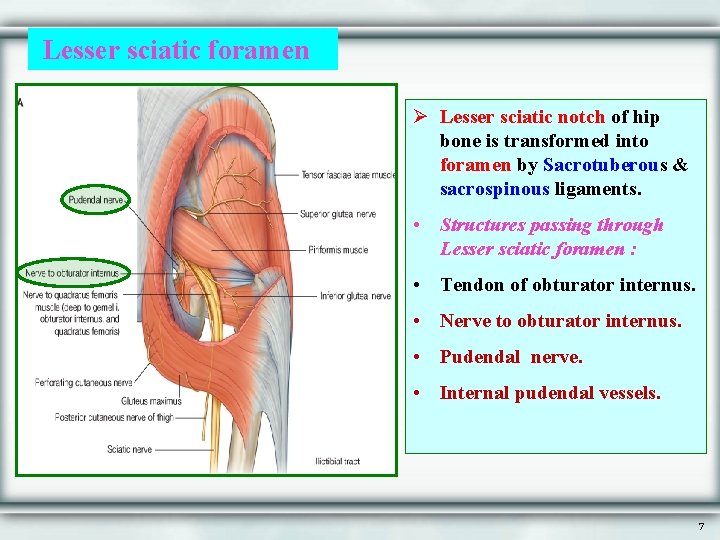 Lesser sciatic foramen Ø Lesser sciatic notch of hip bone is transformed into foramen