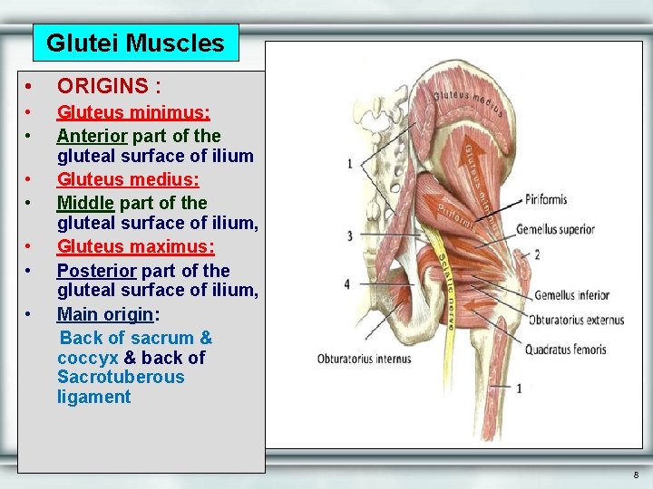 Glutei Muscles • ORIGINS : • • Gluteus minimus: Anterior part of the gluteal