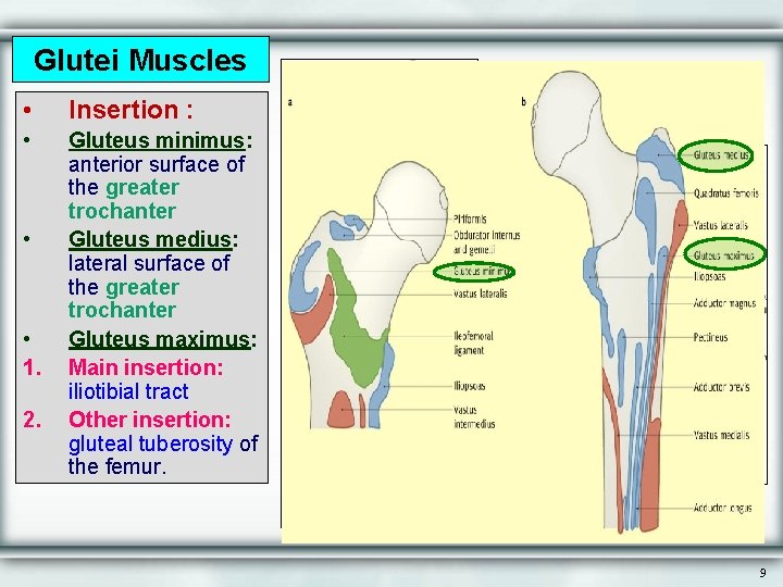 Glutei Muscles • Insertion : • Gluteus minimus: anterior surface of the greater trochanter