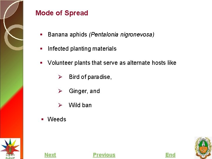 Mode of Spread § Banana aphids (Pentalonia nigronevosa) § Infected planting materials § Volunteer