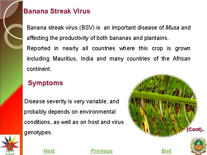 Banana Streak Virus Banana streak virus (BSV) is an important disease of Musa and