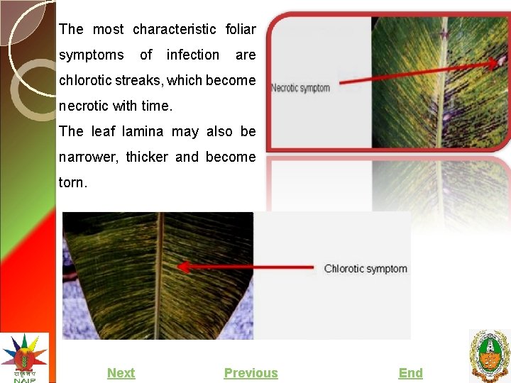 The most characteristic foliar symptoms of infection are chlorotic streaks, which become necrotic with