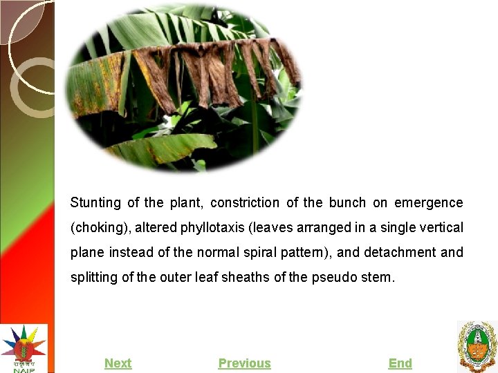 Stunting of the plant, constriction of the bunch on emergence (choking), altered phyllotaxis (leaves