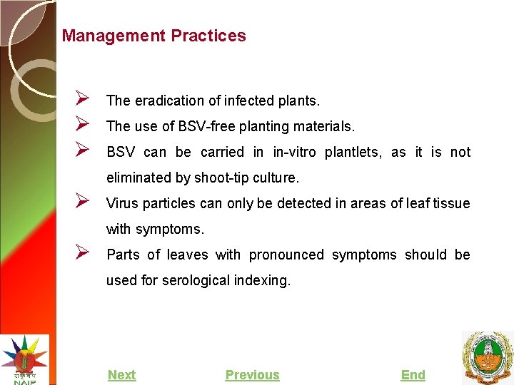 Management Practices Ø Ø Ø The eradication of infected plants. The use of BSV-free