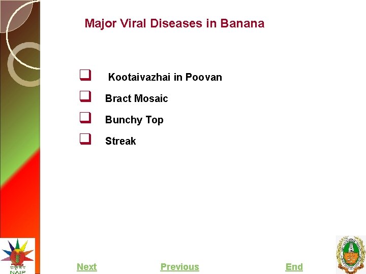 Major Viral Diseases in Banana q q Next Kootaivazhai in Poovan Bract Mosaic Bunchy