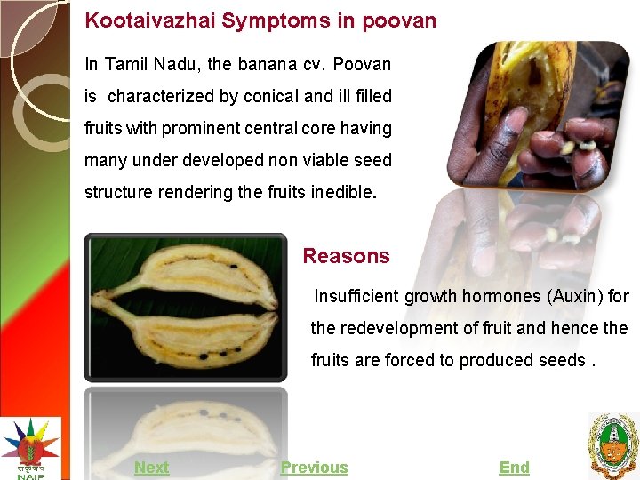 Kootaivazhai Symptoms in poovan In Tamil Nadu, the banana cv. Poovan is characterized by