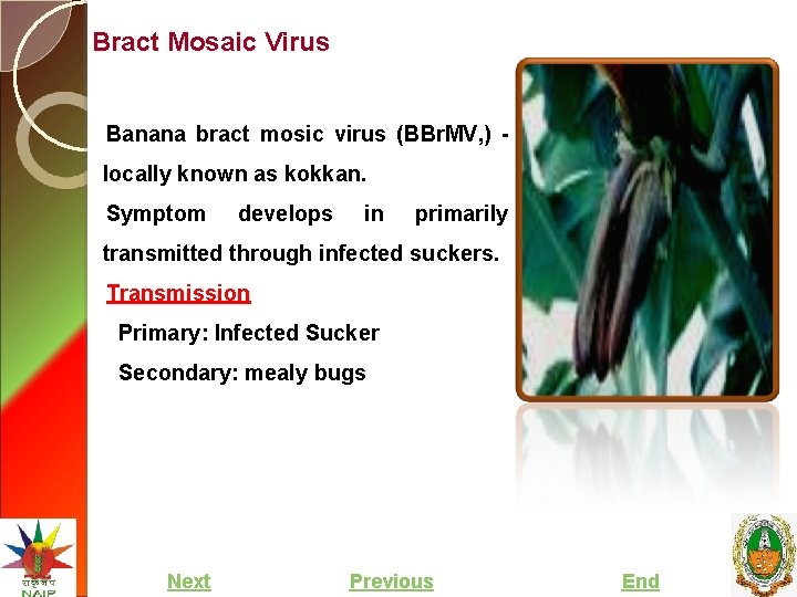 Bract Mosaic Virus Banana bract mosic virus (BBr. MV, ) locally known as kokkan.