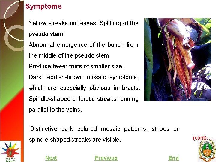 Symptoms Yellow streaks on leaves. Splitting of the pseudo stem. Abnormal emergence of the
