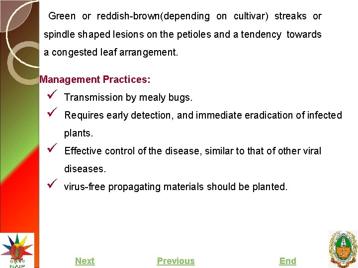 Green or reddish-brown(depending on cultivar) streaks or spindle shaped lesions on the petioles and