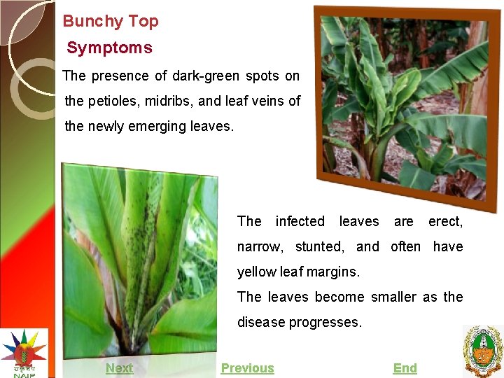 Bunchy Top Symptoms The presence of dark-green spots on the petioles, midribs, and leaf