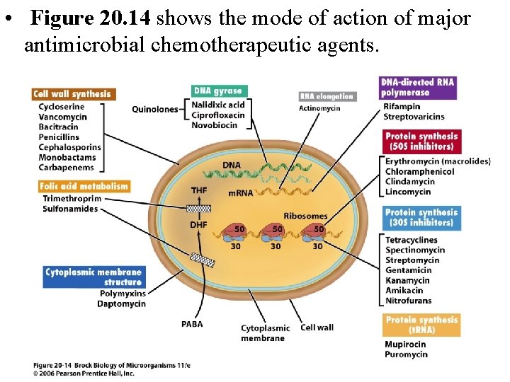  • Figure 20. 14 shows the mode of action of major antimicrobial chemotherapeutic