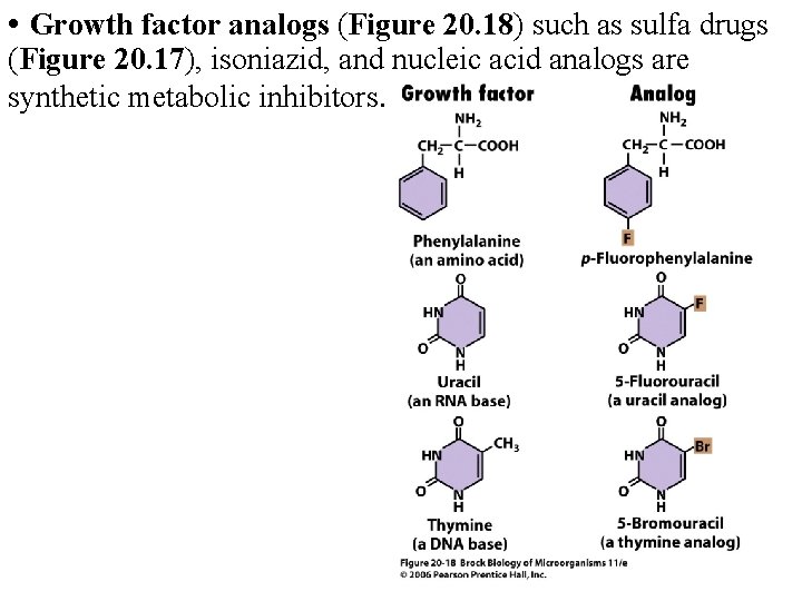  • Growth factor analogs (Figure 20. 18) such as sulfa drugs (Figure 20.