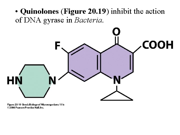  • Quinolones (Figure 20. 19) inhibit the action of DNA gyrase in Bacteria.