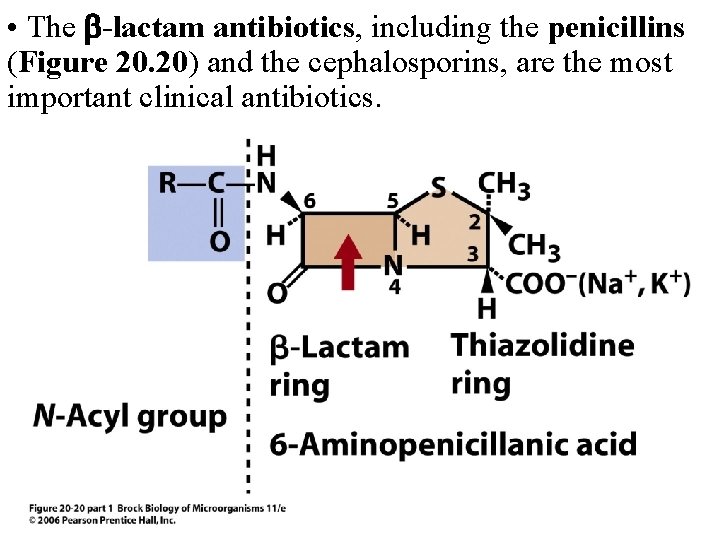  • The -lactam antibiotics, including the penicillins (Figure 20. 20) and the cephalosporins,