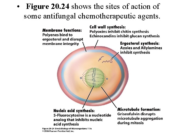  • Figure 20. 24 shows the sites of action of some antifungal chemotherapeutic