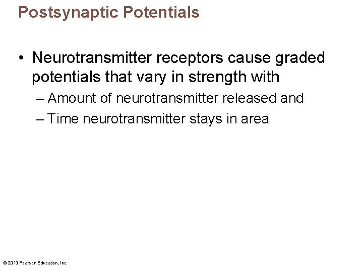 Postsynaptic Potentials • Neurotransmitter receptors cause graded potentials that vary in strength with –