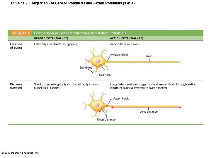 Table 11. 2 Comparison of Graded Potentials and Action Potentials (1 of 4) ©