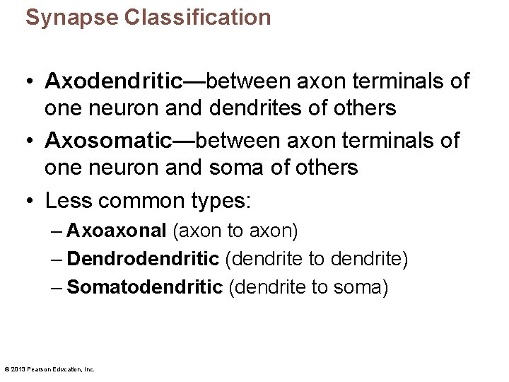 Synapse Classification • Axodendritic—between axon terminals of one neuron and dendrites of others •