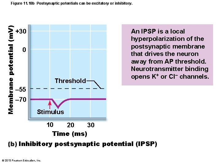 Membrane potential (m. V) Figure 11. 18 b Postsynaptic potentials can be excitatory or