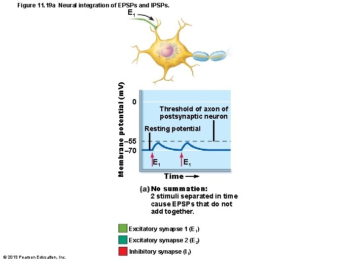 Figure 11. 19 a Neural integration of EPSPs and IPSPs. Membrane potential (m. V)