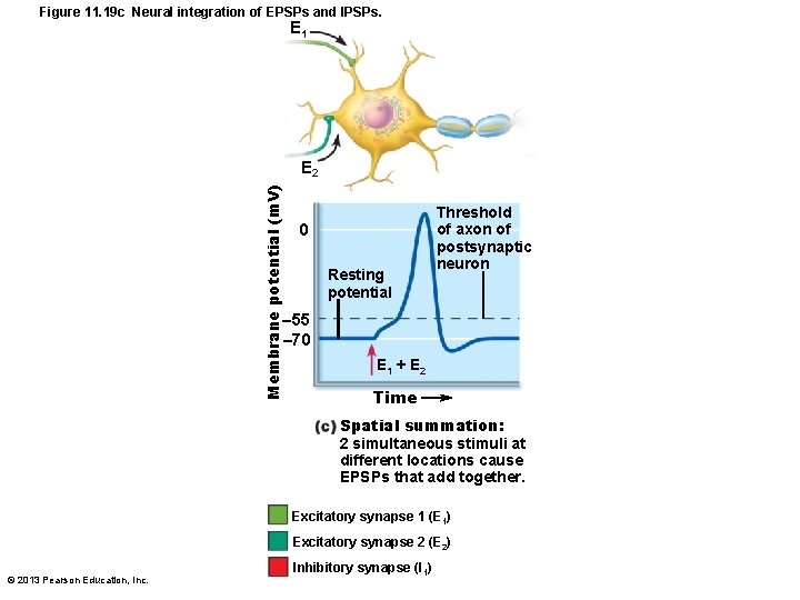 Figure 11. 19 c Neural integration of EPSPs and IPSPs. E 1 Membrane potential