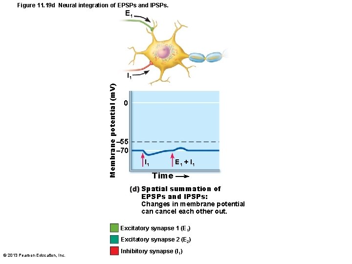 Figure 11. 19 d Neural integration of EPSPs and IPSPs. E 1 Membrane potential