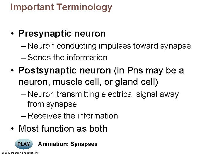 Important Terminology • Presynaptic neuron – Neuron conducting impulses toward synapse – Sends the