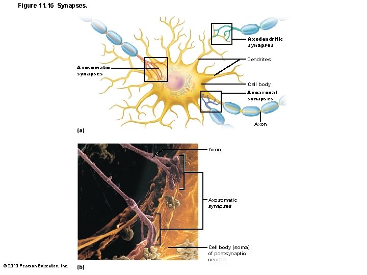 Figure 11. 16 Synapses. Axodendritic synapses Dendrites Axosomatic synapses Cell body Axoaxonal synapses Axon
