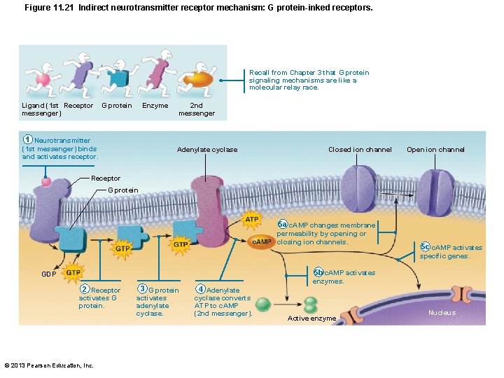Figure 11. 21 Indirect neurotransmitter receptor mechanism: G protein-inked receptors. Recall from Chapter 3
