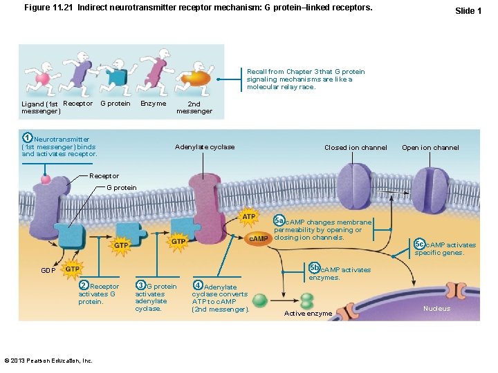 Figure 11. 21 Indirect neurotransmitter receptor mechanism: G protein–linked receptors. Slide 1 Recall from