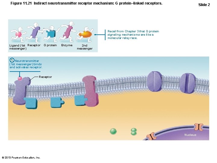 Figure 11. 21 Indirect neurotransmitter receptor mechanism: G protein–linked receptors. Slide 2 Recall from