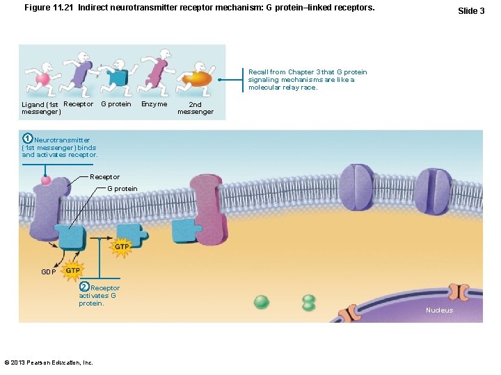 Figure 11. 21 Indirect neurotransmitter receptor mechanism: G protein–linked receptors. Slide 3 Recall from