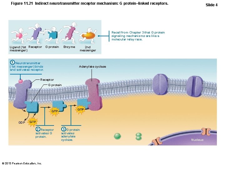 Figure 11. 21 Indirect neurotransmitter receptor mechanism: G protein–linked receptors. Slide 4 Recall from