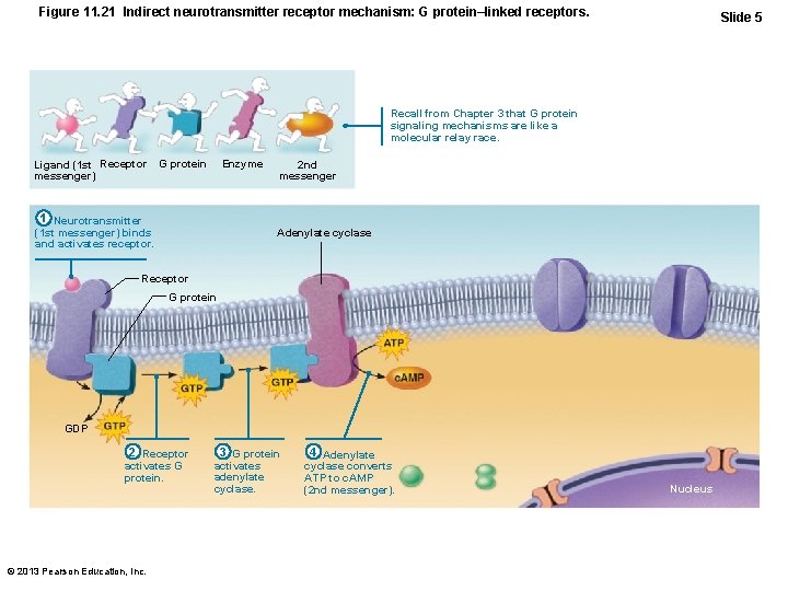 Figure 11. 21 Indirect neurotransmitter receptor mechanism: G protein–linked receptors. Slide 5 Recall from